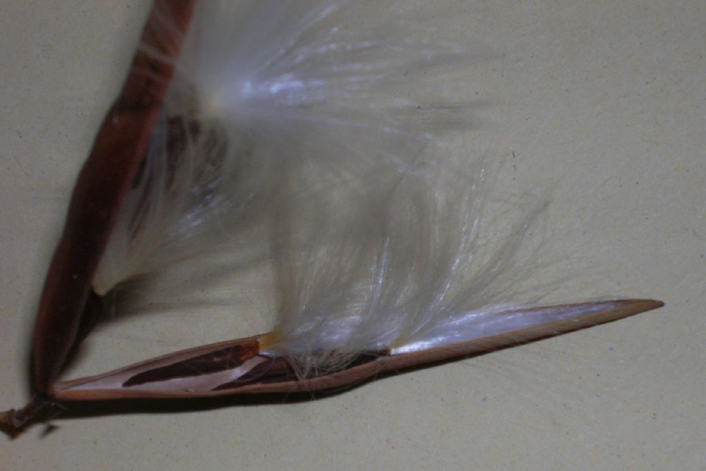 Seme da identificare (54)